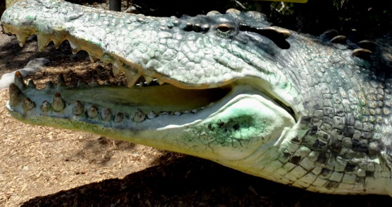 Aus_pre_tour_croc