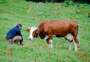 chris_mccullough_hay_milk_austria_chris-300x207