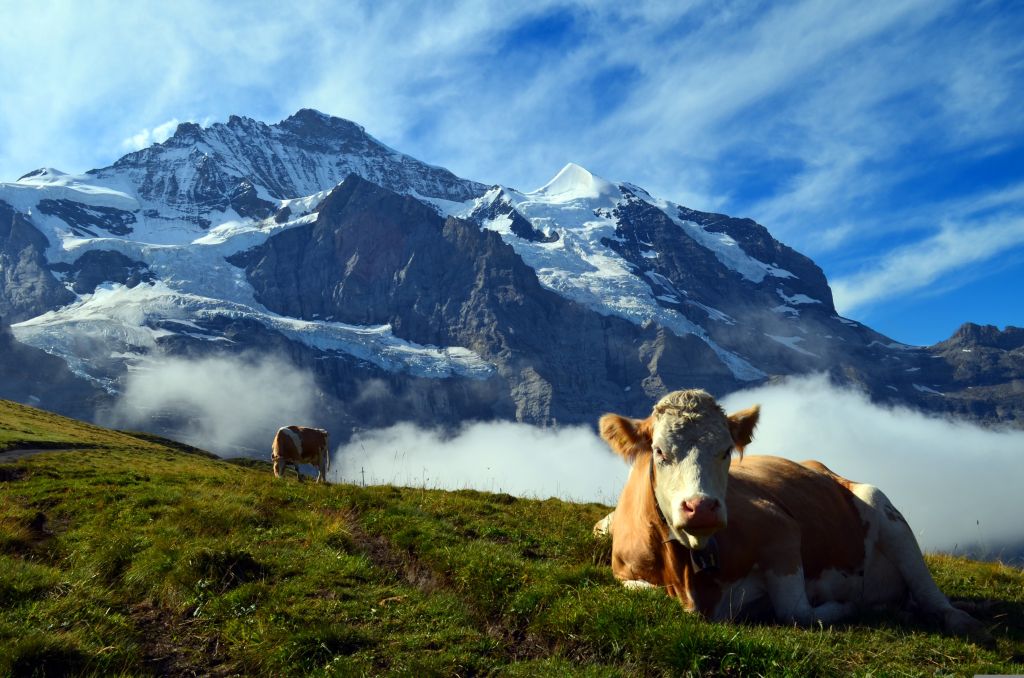 El Congreso Mundial de la IFAJ 2024 se celebrará en Interlaken (Suiza) del 14 al 18 de agosto. La inscripción se abrirá en breve. Si no está seguro de querer asistir, ¡estas 5 razones le convencerán!