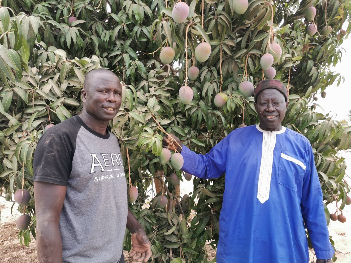 Mango farmers