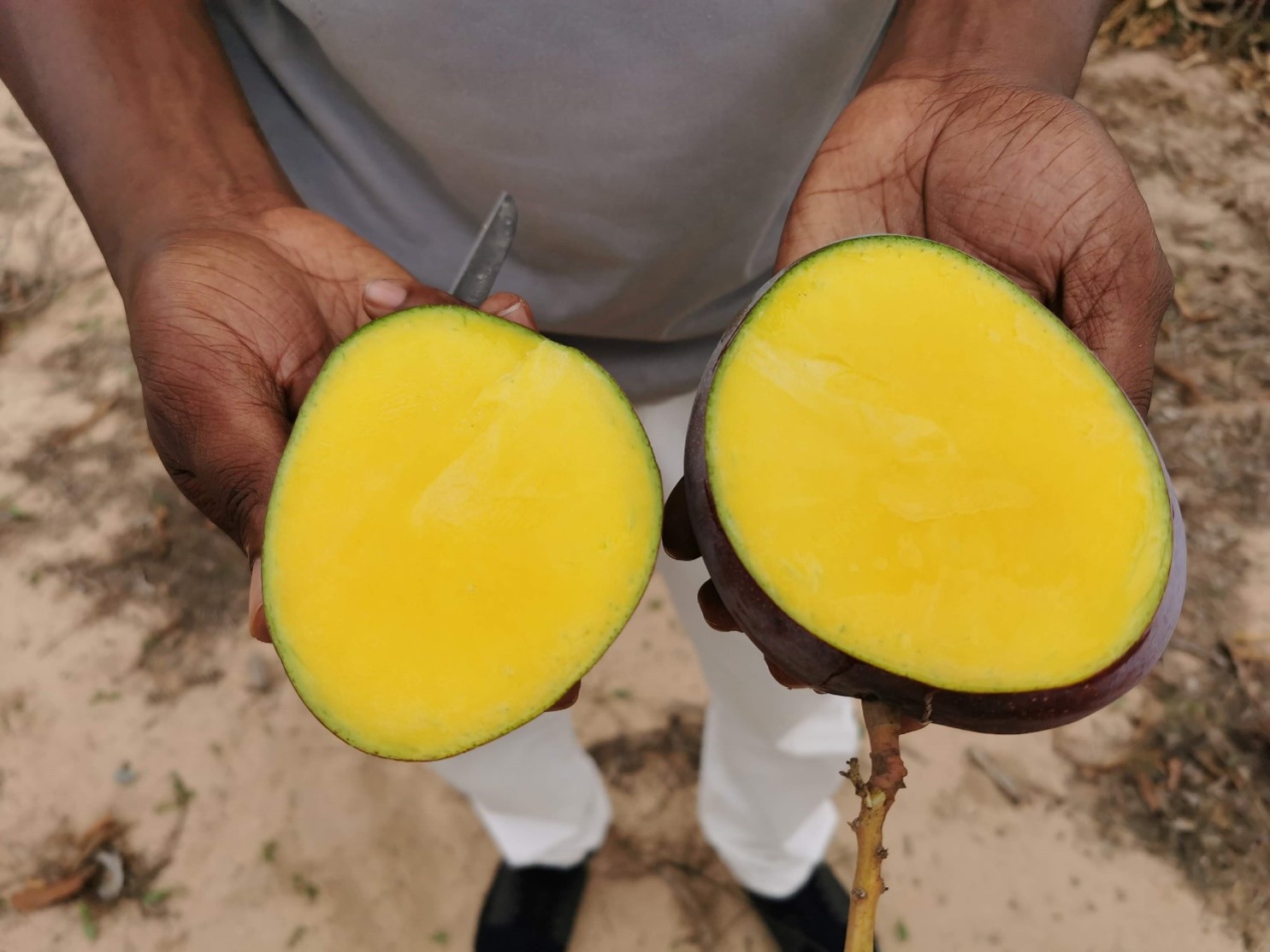 Mango cut in half