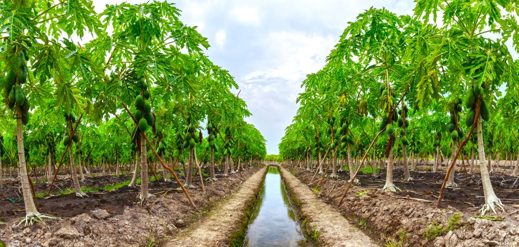 How does a nation balance its reputation as a pristine wilderness and its role as a producer of tropical crops? Twelve IFAJ journalists will find out October 18 to 26, 2026, on a week-long 2026 IFAJ Exposure-4-Development tour!